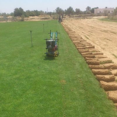 عشب-طبيعي-10