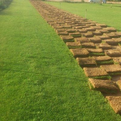 عشب-طبيعي-16